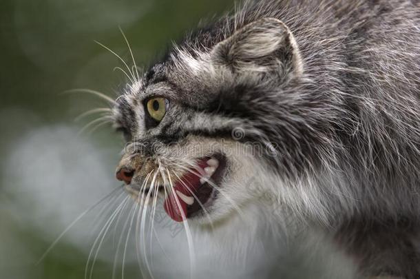 小野猫奥多科布小野猫