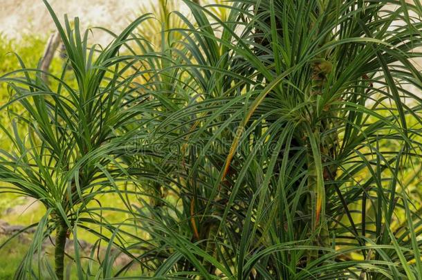 尤格风植物露兜树顶盖,露兜树异味树和