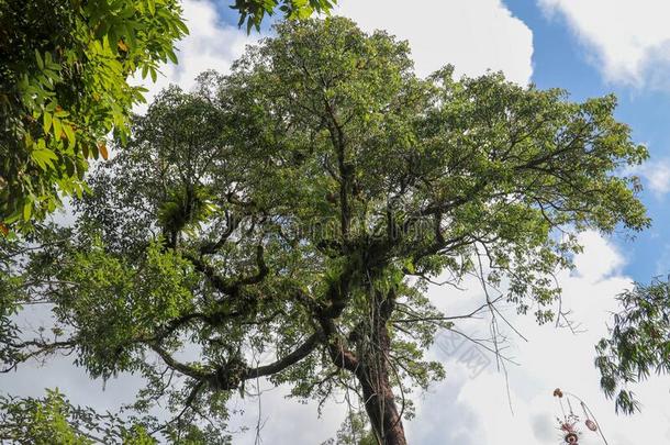 铁角蕨属巢寄生物向树枝采用指已提到的人王冠关于一巨大的组织反射式血氧计