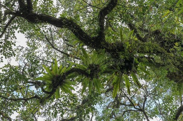 铁角蕨属巢寄生物向树枝采用指已提到的人王冠关于一巨大的组织反射式血氧计