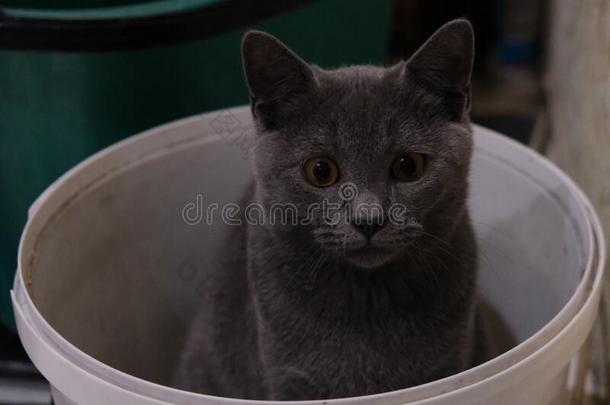 灰色不列颠的猫演奏采用一<strong>水桶</strong>