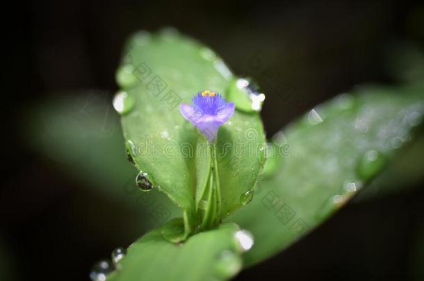 蓝耳草属紫色的花向自然背景