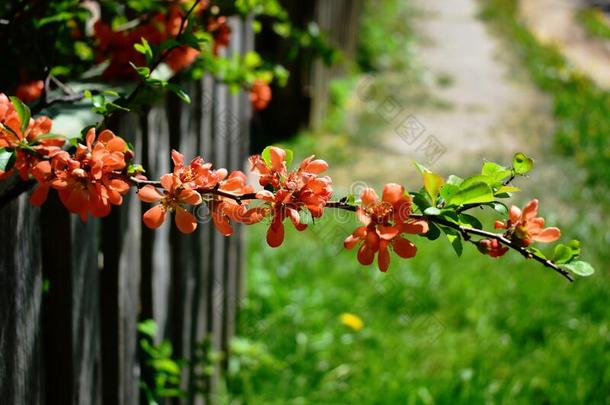 树枝和花.花.春季.