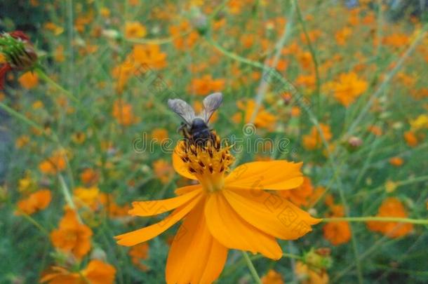 一大大地蜜蜂是（be的三单形式收集花蜜从花.