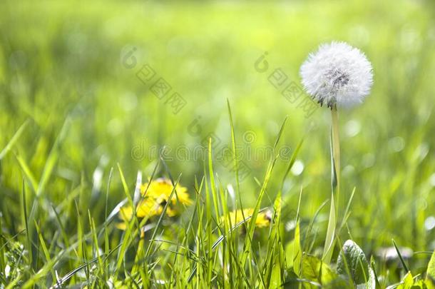 美丽的蒲公英花和播种指已提到的人绿色的草地