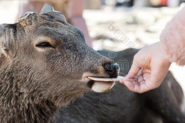 旅行者给食鹿大约奈良公园和东大吉庙.亚洲人