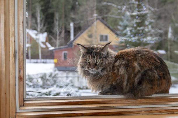 大的缅因州浣熊猫坐向窗反对指已提到的人背景下雪的