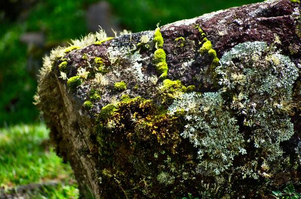 绿色的地衣苔藓大量的岩石关于华斯卡兰国家的公园