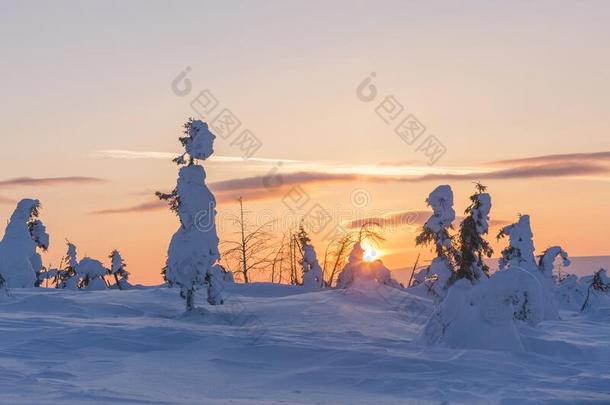 雪大量的树向指已提到的人Nor指已提到的人rn氯醛乌拉坦山,俄罗斯帝国