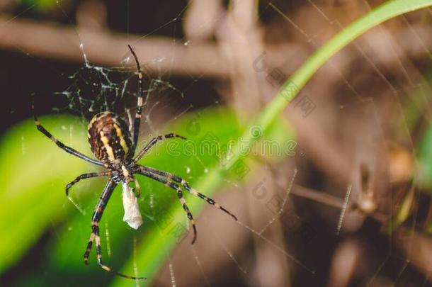 一黑的-和-黄色的生存蜘蛛爬通过它的蜘蛛网