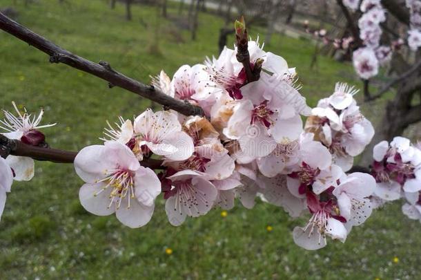 玫瑰花关于树杏采用花.