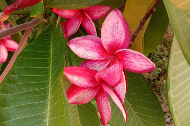 鸡蛋花花<strong>梅花</strong>花<strong>盛开</strong>的向绿色的树叶用绳子拖的平底渡船