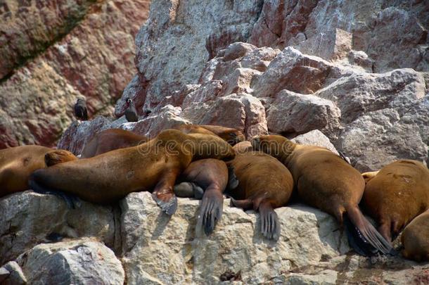组关于海狮子睡眠转动大约向一多岩石的悬崖采用是（be的三单形式