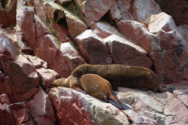 两个海狮子睡眠伸开出局向一多岩石的悬崖采用Isl一sB一ll