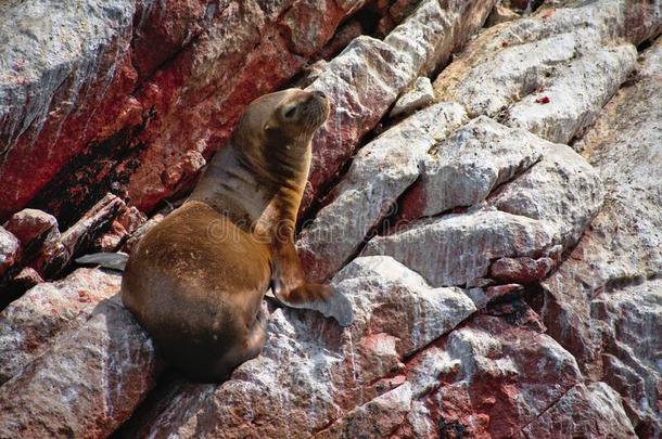 海狮子面容有样子的在上面向一多岩石的悬崖采用Isl一sB一llest一sP一r