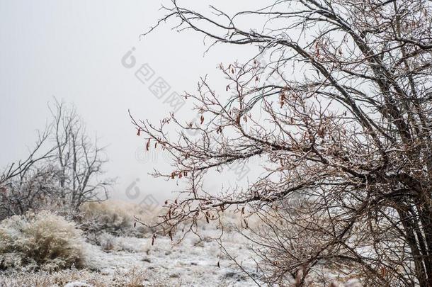 下雪的沙漠植物和树树枝和雾