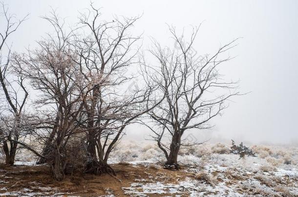 下雪的沙漠植物和树树枝和雾
