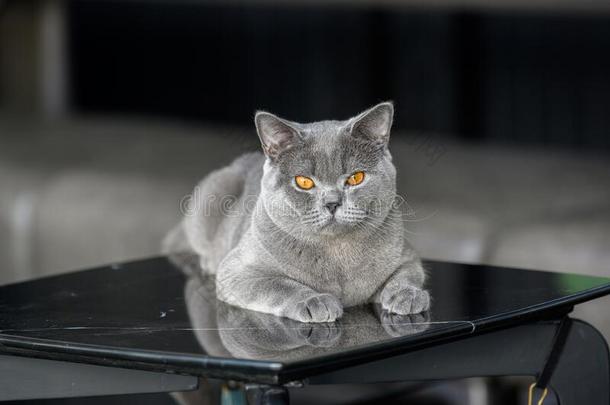 不列颠的短毛猫蓝色-灰色的颜色用来表示某人或某物即主语本身一次向指已提到的人黑的表