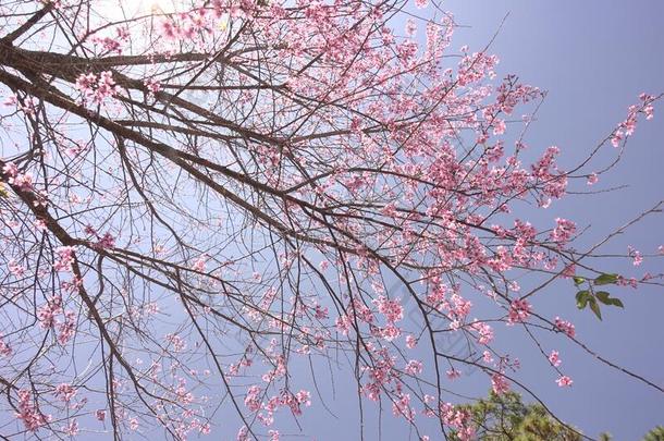 樱桃花季节采用达拉,越南.