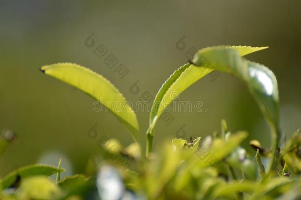 茶水叶子采用茶水种植园