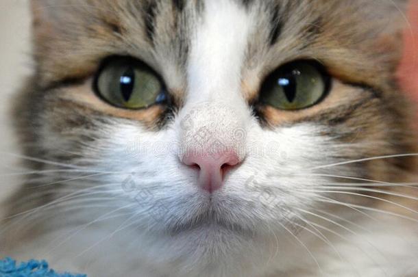 粉红色的猫鼻子关在上面,猫面容和集中向鼻子.