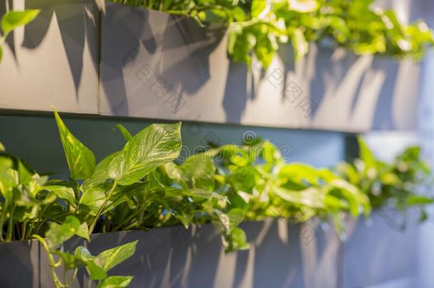 <strong>绿色</strong>的室内的<strong>植物墙</strong>安排的采用阁楼咖啡馆采用terior结构