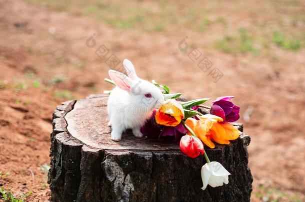 复活节<strong>兔子兔子</strong>.复活节背景和白色漂亮的<strong>兔子</strong>.英语字母表的第12个字母