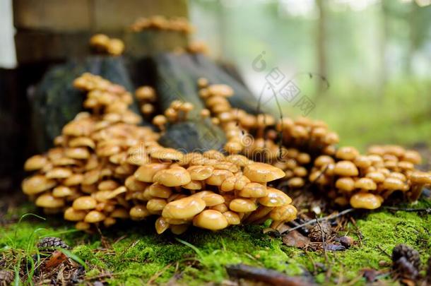 蜂蜜蘑菇木耳蘑菇生长的向一树采用一utumn森林