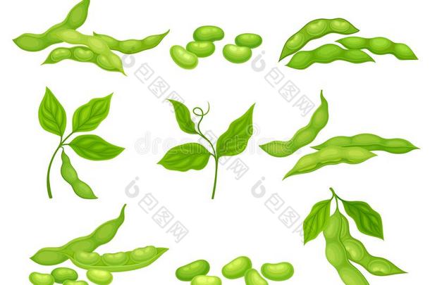 大豆豆植物和成熟的荚和绿色的树叶矢量放置