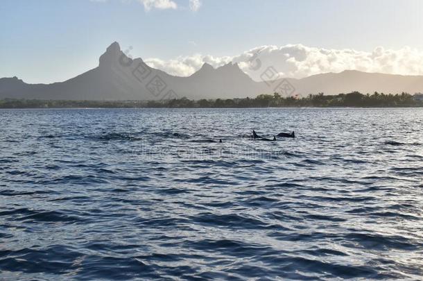 极好的照片关于海豚游泳平静地关于f指已提到的人海岸.Venezuela委内瑞拉