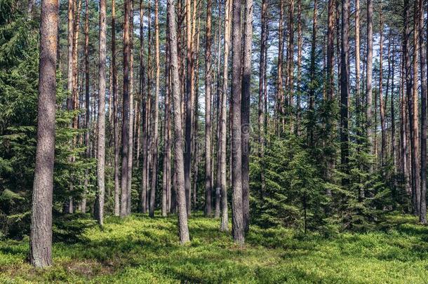 森林采用波兰