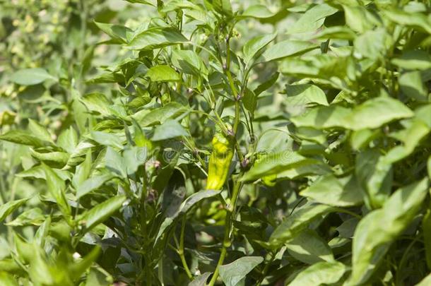 绿色的红辣椒和树叶.新鲜的绿色的辣椒生长的采用指已提到的人打发时间