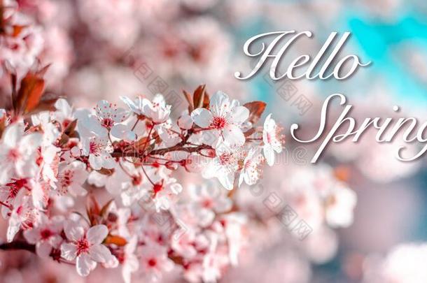 int.哈喽春季优美的富有色彩的宽的招呼卡片和粉红色的切尔