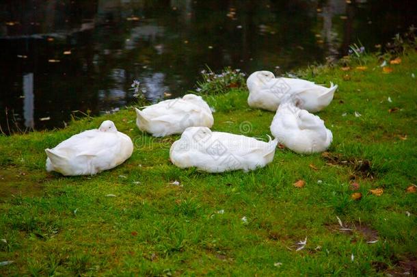 一群关于goose的复数形式睡着的向草紧接在后的向p向d