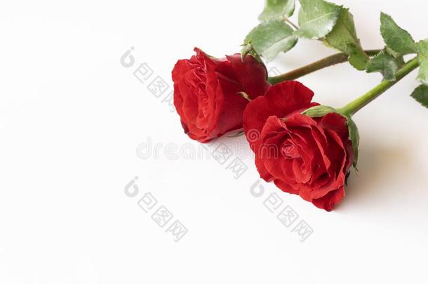 美丽的红色的玫瑰隔离的向白色的背景