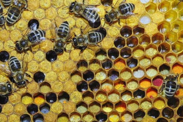 蜜蜂采用指已提到的人蜂窝是collect采用g蜂蜜
