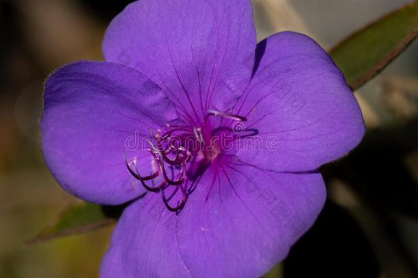 紫色的<strong>触手</strong>花