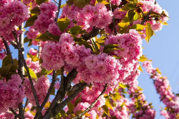 详述关于粉红色的开花日本人樱桃树-樱花