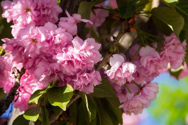 详述关于粉红色的开花日本人樱桃树-樱花