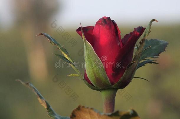 红色的玫瑰,美丽的,意思<strong>传达</strong>情人