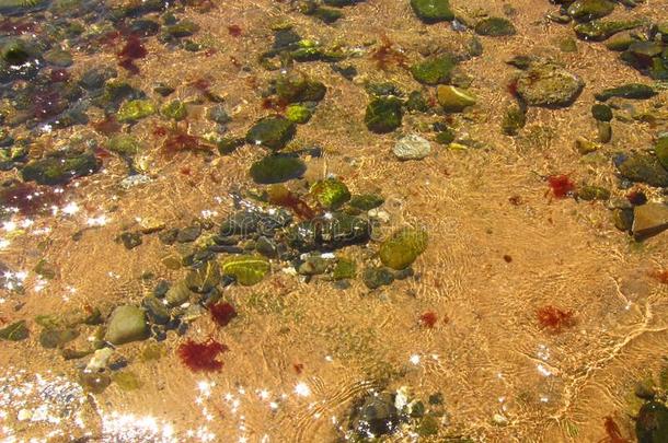 结晶清楚的水海底和沙,长满苔藓的鹅卵石和红色的向海