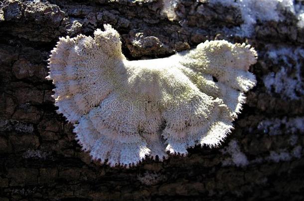 蘑菇使结冰霜雪对有害的蘑菇引火物真菌<strong>膜</strong>团: