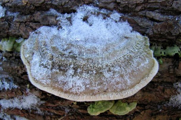 蘑菇使结冰霜雪对有害的蘑菇引火物真菌膜团: