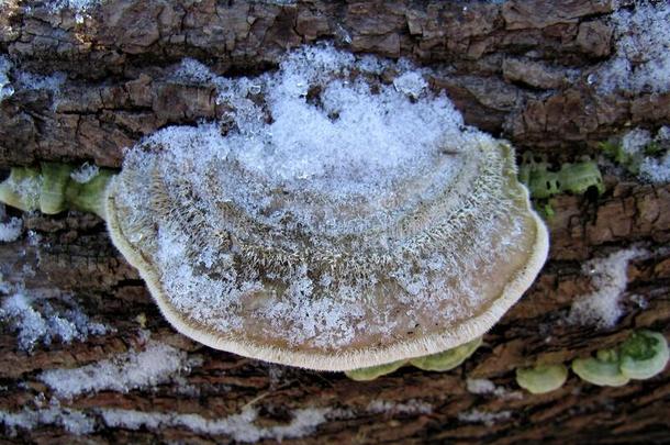 蘑菇使结冰霜雪对有害的蘑菇引火物真菌膜团: