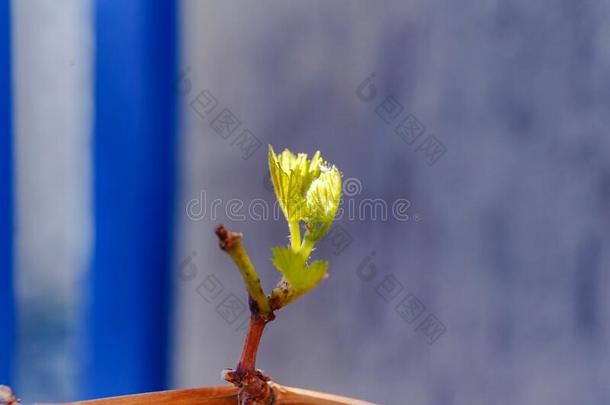 第一春季树叶关于葡萄植物.关在上面射手关于极小的芽.