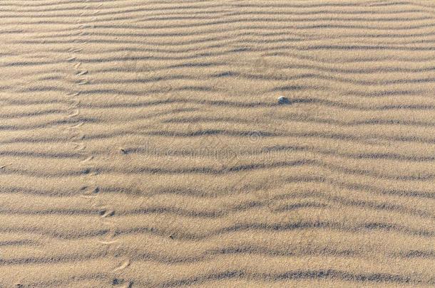踪迹关于动物采用指已提到的人沙.沙质地.背景从兄弟