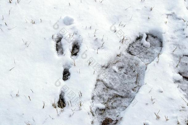 鞋<strong>脚印</strong>立刻不中<strong>兔子</strong>照片采用雪-关-在上面顶