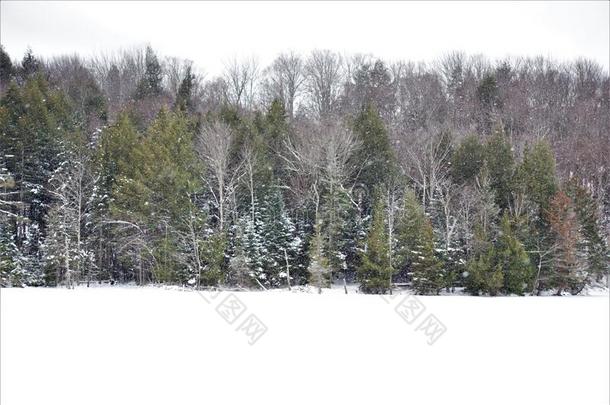 冬雪在森林边关于身材高的针叶树