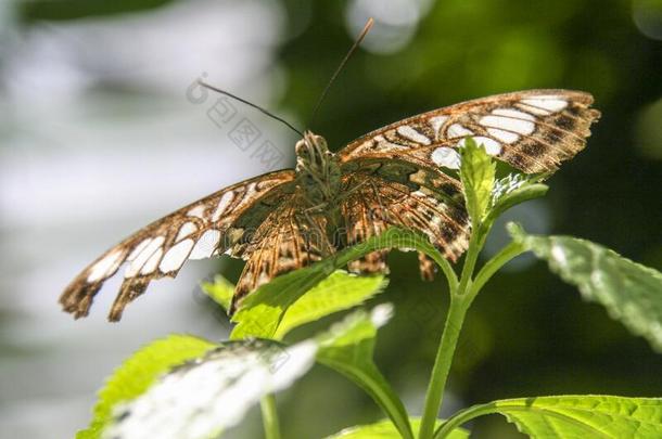 热带的蝴蝶采用指已提到的人公园,槟榔树,马来西亚