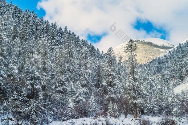 雪大量的蒙天看法